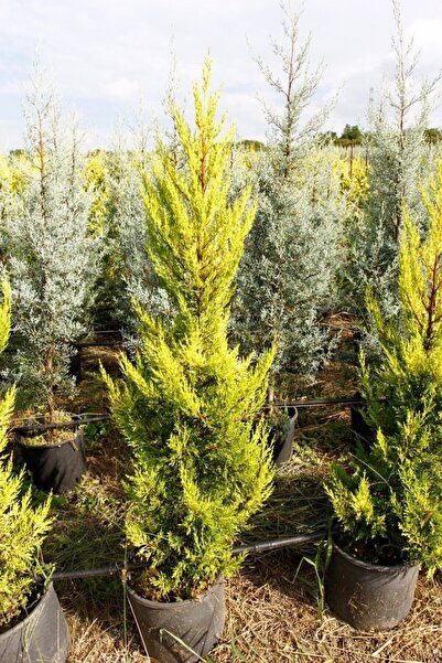 Tunç Botanik Limoni Servi - Büyük Boy - Sarı Çit Bitkisi 100-150 Cm