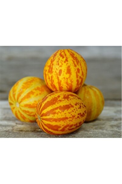 Köy Tohumları 5 Adet Tohum Nadir Nevşehir Kokulu Mini Kavun Tohumu Kaliteli H...