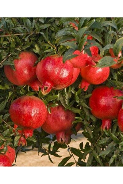 Store Çekirdeksiz Nar Ağacı Fidanı