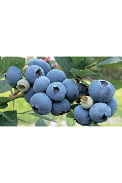 Tunç Botanik Yaban Mersini ( Blue Berry ) Fidanı