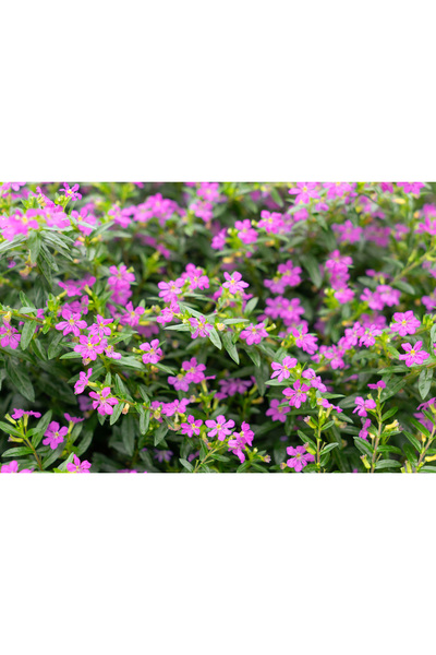 Tunç Botanik MEZARLIK KABİR ÇİÇEĞİ / CENNET ÇİÇEĞİ 3 ADET