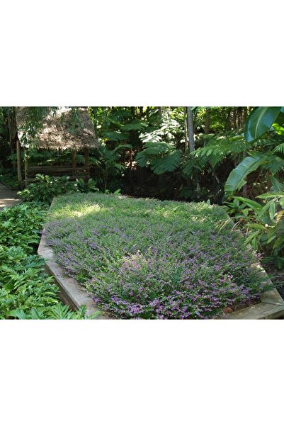 Tunç Botanik MEZARLIK KABİR ÇİÇEĞİ / CENNET ÇİÇEĞİ 3 ADET