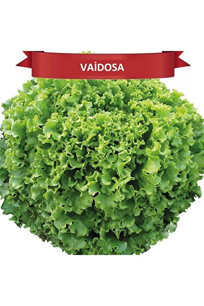 AG Vaidosa Kıvırcık Marul Tohumu (100 adet)