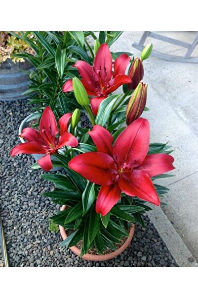 LOBELYA TOHUMCULUK Bordo Renkli Zambak Çiçeği Soğanı  2ADET