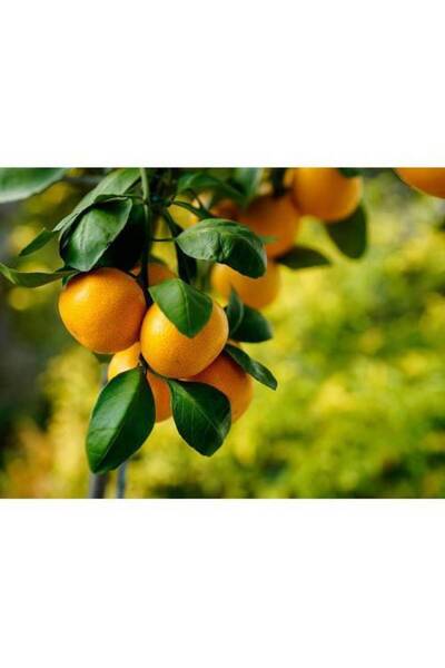 Tunç Botanik SATSUMA MANDALİNA FİDANI - 3 YAŞ TÜPLÜ FİDAN