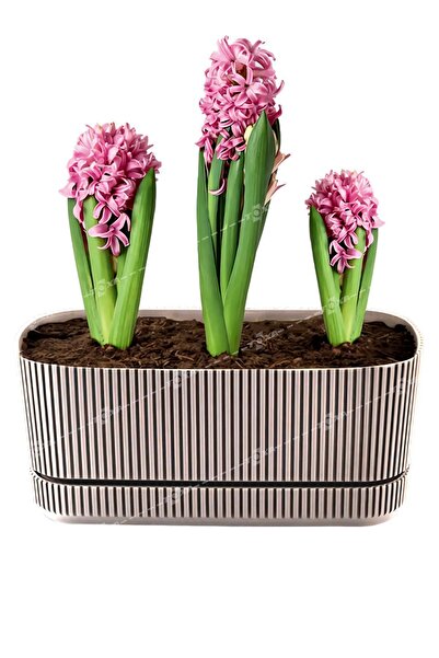 ToXA Pera Uzun Saksı No2 3 Litre Latte Bej 29cm Plastik Kaktüs Sukulent Çiçek...