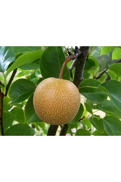 Tunç Botanik Japon Naşhi Armut Fidanı 3 Yaş Tüplü ve Aşılı