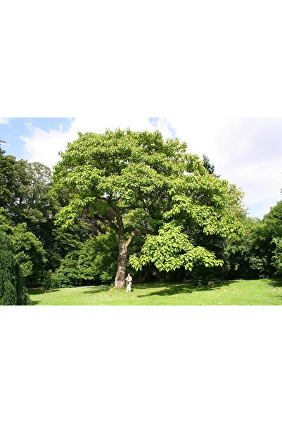 Tunç Botanik PAVLONYA AĞACI FİDANI 10 ADET - Paulownia Tementosa 30-50 cm