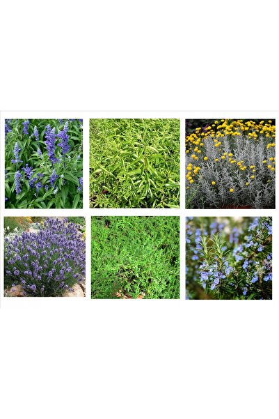 Tunç Botanik GÜZEL KOKULU BİTKİ SETİ 6 BİTKİ(Lavanta,Kekik,Biberiye,Melisa,Adaçayı,Lavantin)