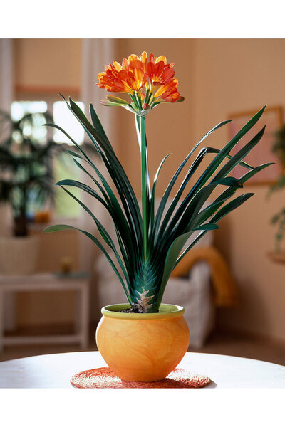 Tunç Botanik Clivia Miniata – Klivya
