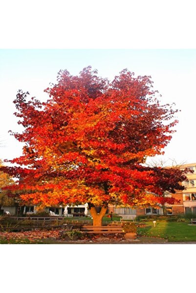 Tunç Botanik AMERİKAN SIĞLA AĞACI FİDANI 2 ADET