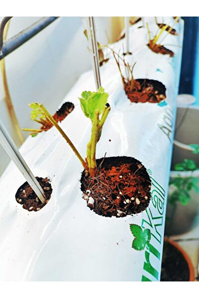 GrowBAGS Çilek Cocopeat Çilek Yetiştirme Ortamı 100x13x10 cm