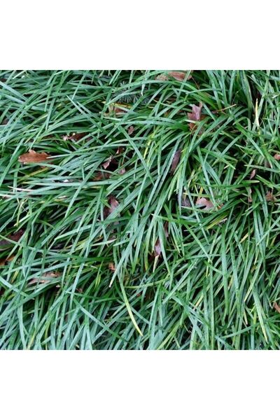 Tunç Botanik OSMANLI ÇİMİ 200 ADET - GÖLGE ÇİMİ