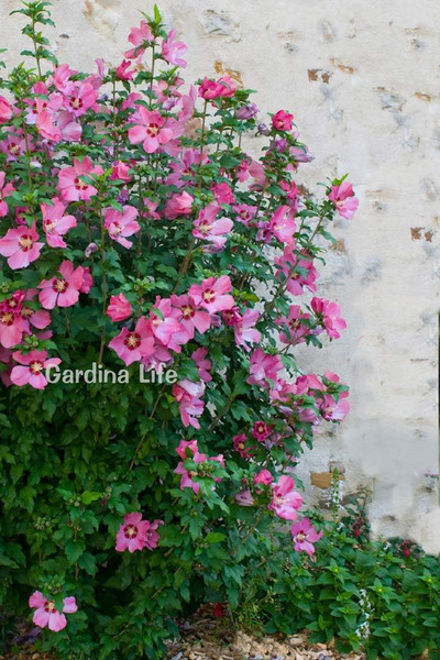 Gardina Pembe Hatmi Çiçeği Fidanı 1 Adet ( Hibiscus Syriacus Flogi )