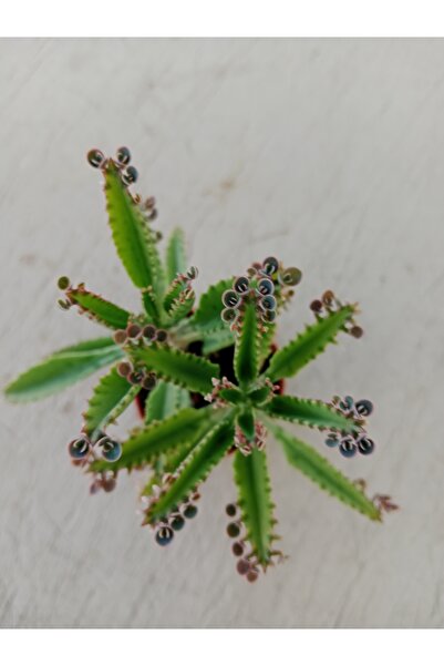 Ravza Çiçekçilik Aşkın Gözyaşları Mavi Kalancohoe Delagoensis 5.5 cm Saksıda