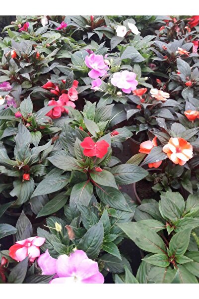 Tunç Botanik KIRMIZI KATMERLİ CAM GÜZELİ ÇİÇEĞİ - 10 ADET CANLI ÇİÇEK