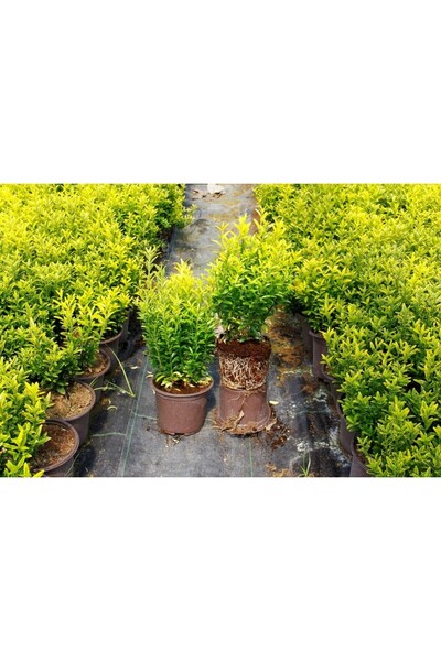 Tunç Botanik Altuni Çıtır Taflan - Sarı Renkli Çit Bitkileri 50 Adet Paket