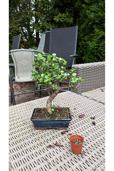 Yades Kare Saksıda Bonsai Ağacı