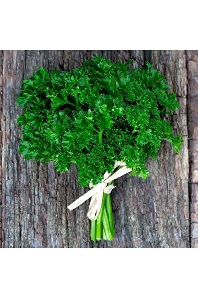 E-fidancim Geleneksel Kıvırcık Yapraklı Maydanoz Fidesi (5 adet)