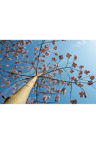 Tunç Botanik PAVLONYA AĞACI FİDANI 3 ADET - Paulownia Tementosa 30-50 cm