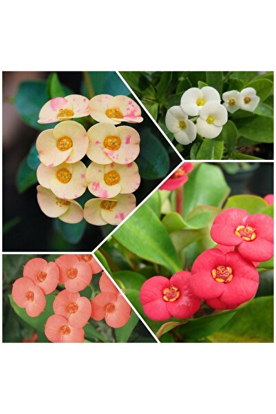 Bitkim Sende 4 Adet Dikenler Tacı Sarı-Kırmızı-Pembe-Beyaz Doğa Flora