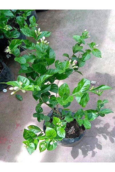 Nura Botanik Mis Kokulu Sarmaşık Ful Yasemin Çiçeği 30-60cm(Jasminum grandiflorum)