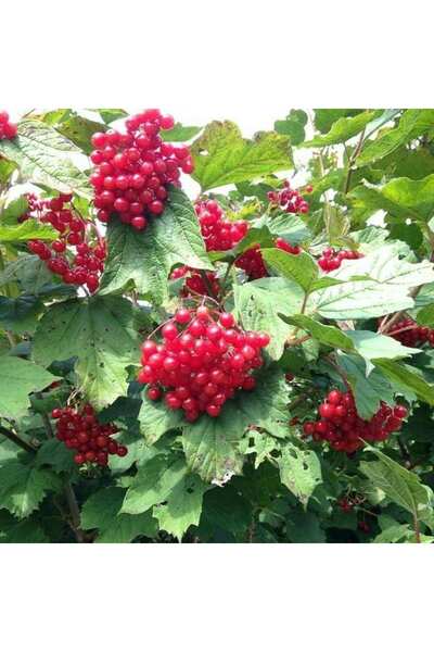 fidanciyiz Tüplü Fidan Salkım Girebolu Gilaburu Fidanı(1m Boyunda Meyve Verme Yaşında)