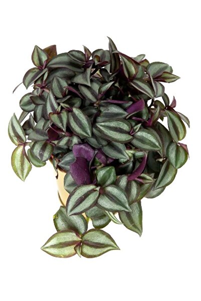 Gardenbox Zebra Alacalı Telgraf Çiçeği 1 Adet Saksılı 30-40cm Tradescantia Ze...