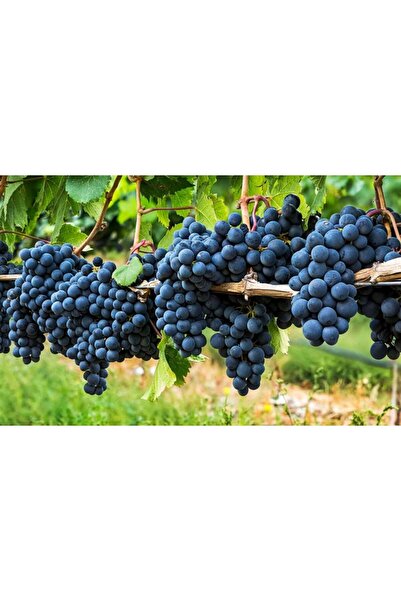 Tunç Botanik Horoz Karası (Antep Karası) Üzüm Fidanı 2 Yaş Tüplü