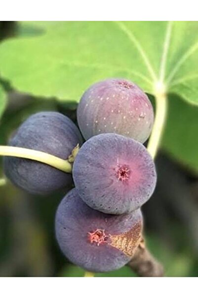 Store Siyah İncir Ağacı Fidanı (Bursa, Dürdane)