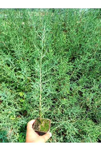 Tunç Botanik BONSAİ SERVİ SETİ (FİDAN+BONSAİ SAKSI+TOPRAK +BİTKİ BESİNİ)