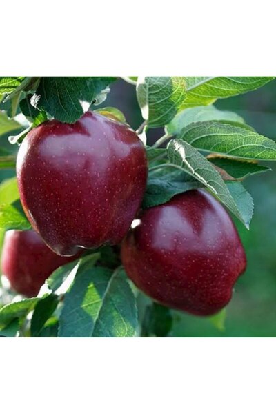 Store Kırmızı Elma Ağacı Fidanı