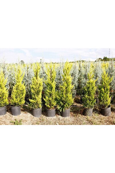 Tunç Botanik Limoni Servi - Büyük Boy - Sarı Çit Bitkisi 100-150 Cm