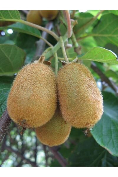 Tunç Botanik HAYWARD KİVİ FİDANI - 2 ADET - (1 Erkek + 1 Dişi)