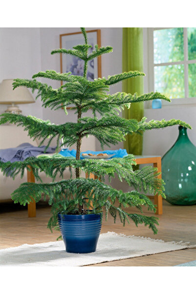 tnc garden groups Arokarya Çamı 60 cm – Dekoratif, Uzun Ömürlü Salon Bitkisi ...