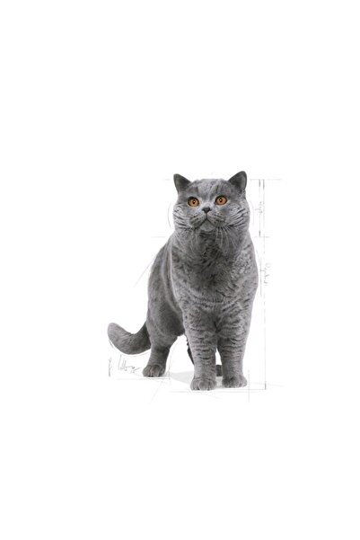 Royal Canin British Shorthair Adult Kedi Kuru Maması 2 Kg