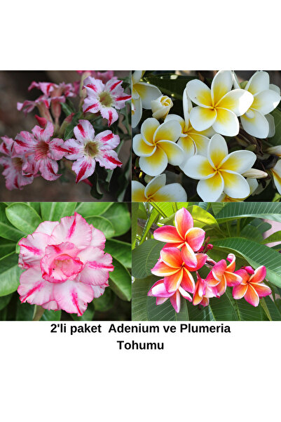 Bade 2'li Paket Karışık Renklerde Adenium Çöl Gülü Tohumu  ve Plumeria Tohumu Toplam 10 Adet