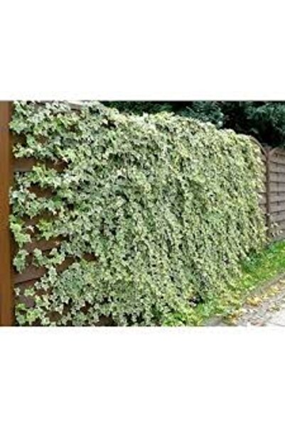 Köy Tohumları 10 Adet Tohum Yaz Kış Yeşil Kalan Duvar Sarmaşık Tohumu Organik...