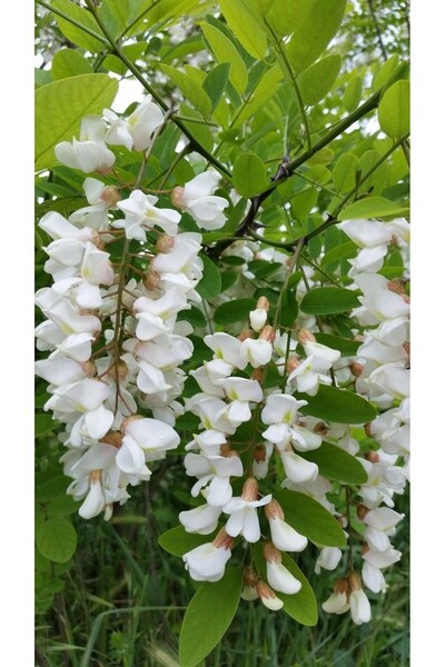 Tunç Botanik AKASYA FİDANI - BEYAZ ÇİÇEKLİ AKASYA 100-150 CM