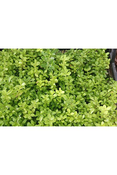 Tunç Botanik ŞİMŞİR FİDESİ 45 ADET