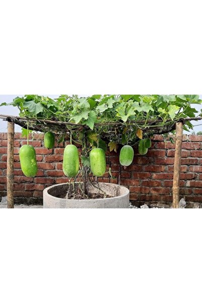 Köy Tohumları 5 Adet Tohum Nadir Hindistan Sırık Bal Mumu Balmumu Kabağı Kaba...