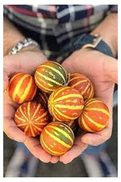 Tohumcumm 5 Adet Tohum Mis Kokulu Nevşehir Mini Parfüm Kavunu Tohumu Organik ...