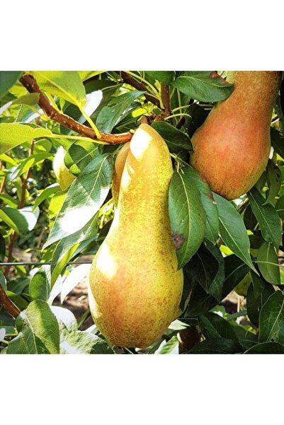 Tunç Botanik Abete Fetel Armut Fidanı 3 Yaş Tüplü ve Aşılı