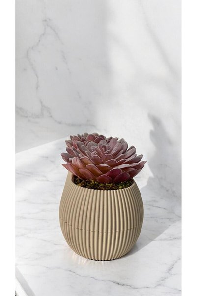 DDTREND Cactus artificial Sempervivum Tomentosum Suculent Bej albastru cobalt ılı Culoare roz 11 cm.