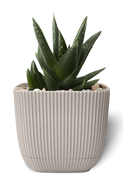 ToXA 0.67 Litre Bej Mercan Kare Saksı Küçük Boy Kaktüs Sukulent Saksısı Tabaklı Plastik Saksı