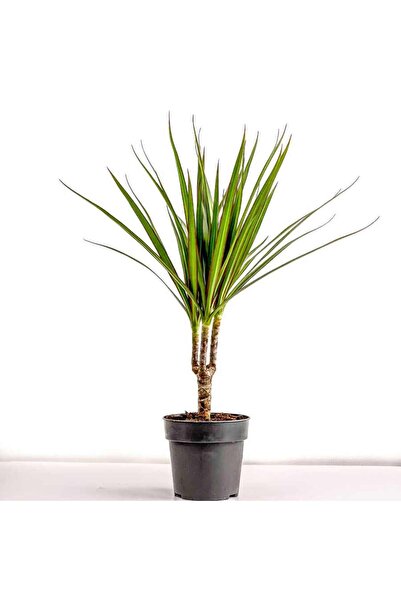 Marginata