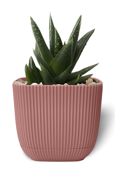 ToXA 0.27 Litre Soft Pembe Mercan Kare Saksı Mini Boy Kaktüs Sukulent Saksısı...