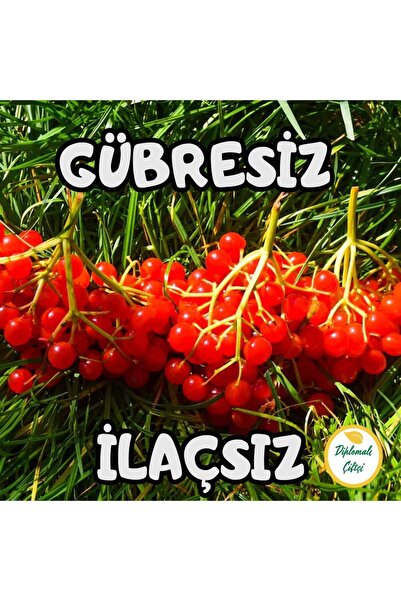 Diplomaliciftci Gilaburu Meyvesi (5KG)