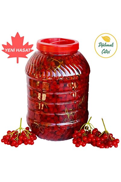 Diplomaliciftci Gilaburu Meyvesi (5KG)