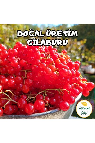 Diplomaliciftci Gilaburu Meyvesi (2.5 KG)